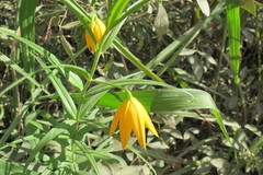 Gloriosa modesta