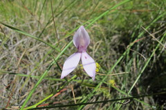 Brownleea macroceras