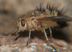Dejeania bombylans