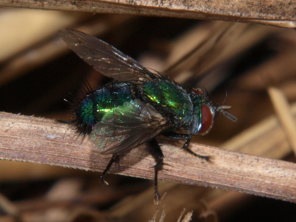 Chlorolydella