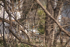 Alcedo atthis