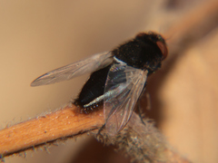 Dolichotachina caudata