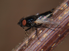 Dolichotachina caudata