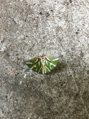 Chlorodes boisduvalaria