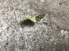 Chlorodes boisduvalaria