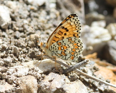 Melitaea ornata