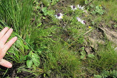 Alepidea thodei