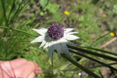 Alepidea thodei