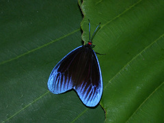 Pompelon marginata