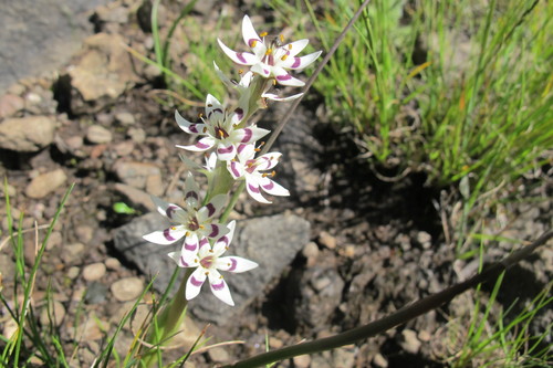 Pepper-and-salt flower (Wurmbea elatior)