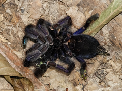 Omothymus violaceopes