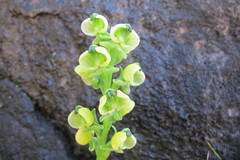 Pterygodium leucanthum