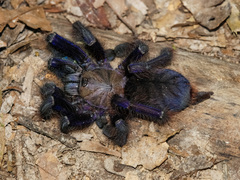 Omothymus violaceopes