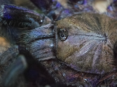 Omothymus violaceopes