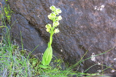 Pterygodium leucanthum