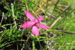 Rhodohypoxis