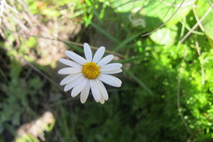 Athrixia angustissima