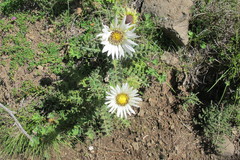 Berkheya cirsiifolia