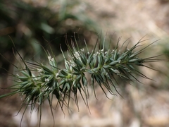 Echinopogon caespitosus
