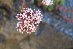 Crassula setulosa