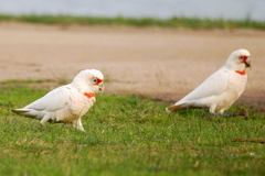 Long-Billed Corella photo 4
