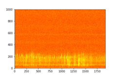 Tadarida brasiliensis