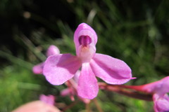 Disa oreophila erecta