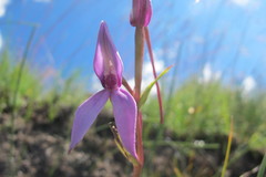 Brownleea macroceras