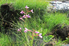 Disa oreophila erecta