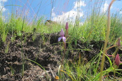 Brownleea macroceras