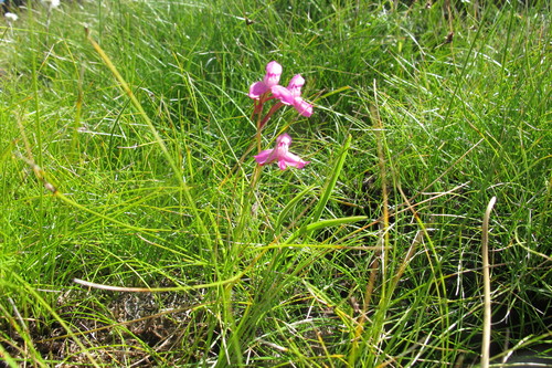 Image of Disa oreophila by (c) James Deacon, some rights reserved (CC BY-SA)
