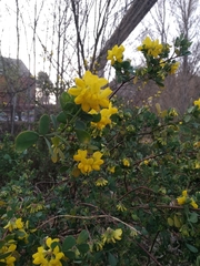 Coronilla