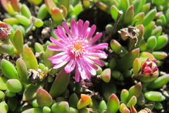 Delosperma basuticum