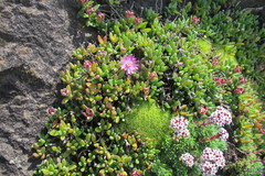 Delosperma basuticum