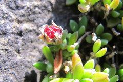 Delosperma basuticum