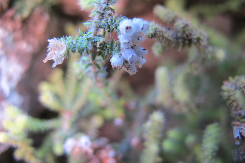 Image of Erica frigida by (c) James Deacon, some rights reserved (CC BY-SA)