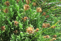 Arrowsmithia pulvinaris
