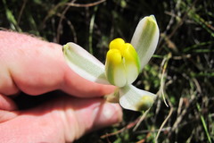 Albuca humilis