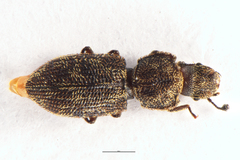 Notocoxelus
