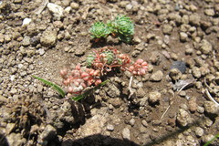 Psammotropha