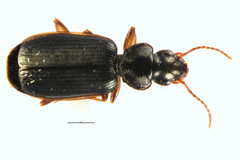 Anomotarus illawarrae
