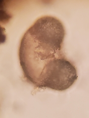 Pinus contorta contorta