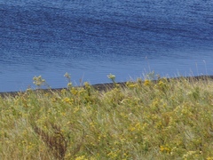 Galatella biflora