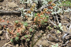Psammotropha