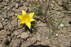 Romulea macowanii