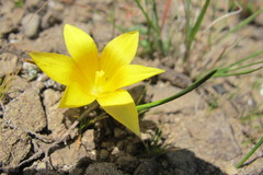 Romulea macowanii