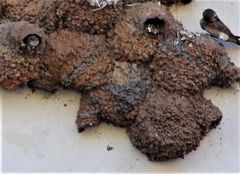 Petrochelidon spilodera