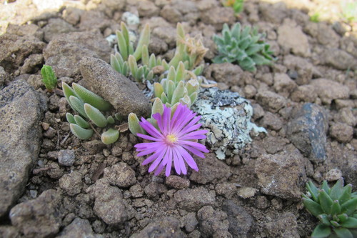 Image of Delosperma obtusum by (c) James Deacon, some rights reserved (CC BY-SA)