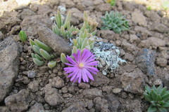 Delosperma obtusum