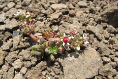 Crassula peploides